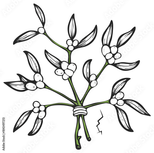 Artistic illustration of mistletoe with white berries and green stems tied together