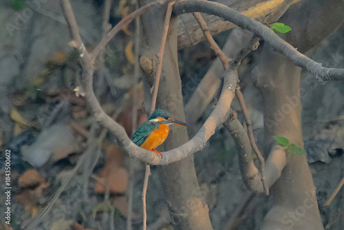Common Kingfisher