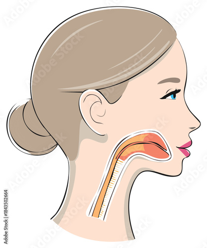 Female Head Anatomy Throat Illustration Profile View Medical Educational