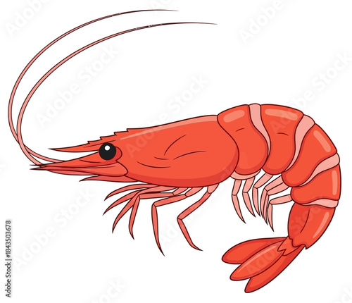 Vibrant Red Shrimp Illustration Seafood Culinary and Marine Life Vector Art