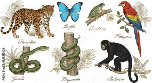 Vintage tropical wildlife illustration set, jaguar butterfly frog snake parrot monkey, hand drawn engraving style animals, rainforest nature art