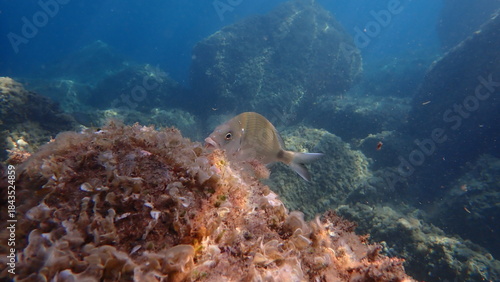White seabream or sargo (Diplodus sargus) undersea, Ligurian Sea, Italy, Imperia