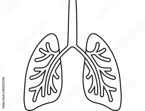 Simple line art illustration of human lungs on transparent background silhouette