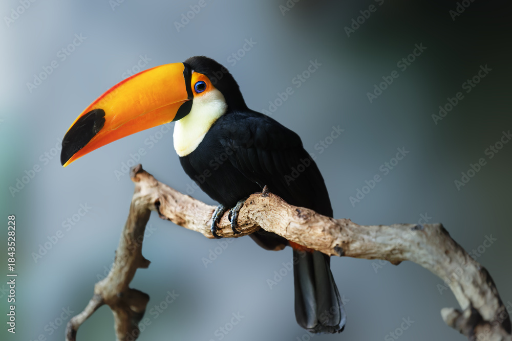 Fototapeta premium Toco Toucan Perched on a Branch with a Naturally Blurred Background