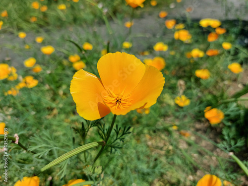 California poppy is blooming. Orange flowers. Bright golden poppies in garden.