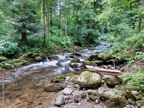 forest on Pohorje mountain and river Lobnica. Landscape of Slovenia.