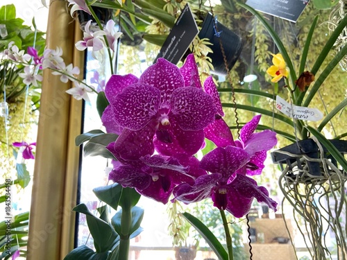 Foto Vanda orchid with red petals