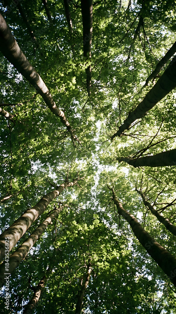 Fototapeta premium Low angle vertical footage looking straight up into a dense forest canopy