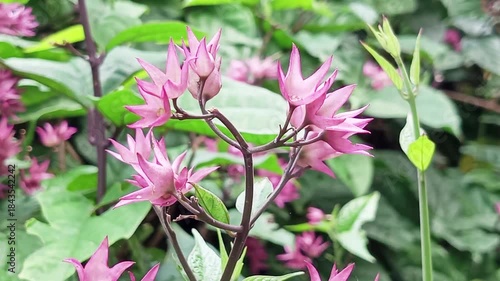 The Betel Leaf Plant (Clerodendrum Thomsoniae). Traditionally, this plant is useful for reducing fever, treating inflammation of the throat and ears, healing wounds, and as an air purifier.