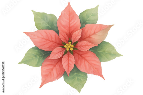 Poinsettia watercolor flower providing festive cheer with its soft pink bracts and green foliage on a transparent background
