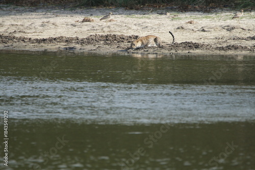 Sri Lankan Leopard in Wilpattu National Park, Sri Lanka 