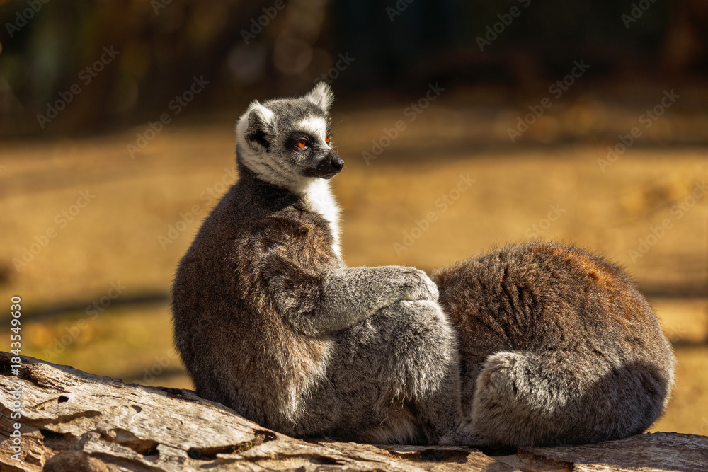 Fototapeta premium Ring-tailed lemur resting on a log in the sun