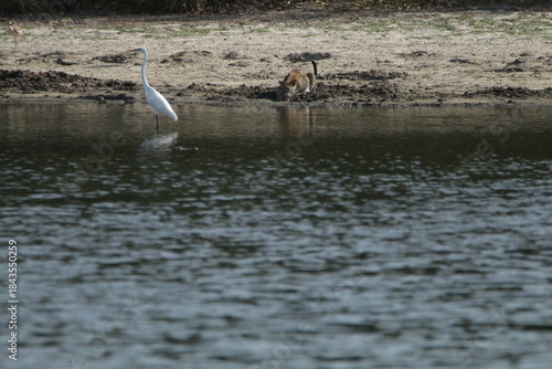 Sri Lankan Leopard in Wilpattu National Park, Sri Lanka 