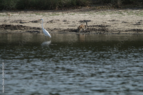 Sri Lankan Leopard in Wilpattu National Park, Sri Lanka 