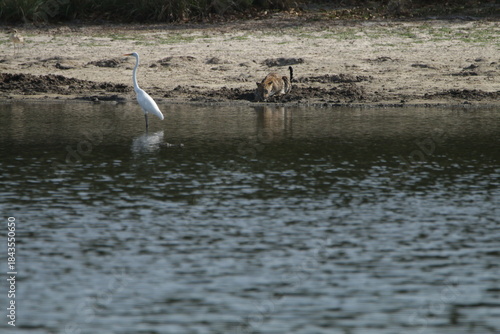Sri Lankan Leopard in Wilpattu National Park, Sri Lanka 