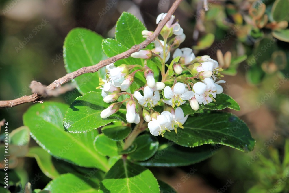 Fototapeta premium White Escallonia (Escallonia Iveyi) in bud and flower, South Australia