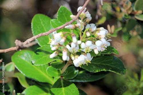 
White Escallonia (Escallonia Iveyi) in bud and flower, South Australia