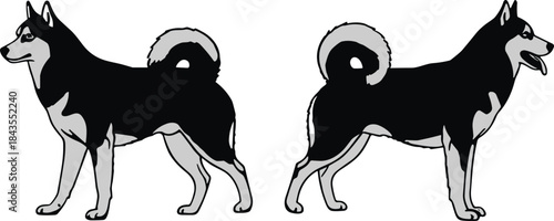 Husky dog standing side view illustration in black and white vector style showing front and back poses