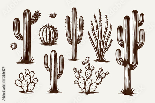Detailed hand-drawn vector collection of various desert flora and succulent plants, including different cactus types, rendered in a monochrome sketch style for nature and western designs.