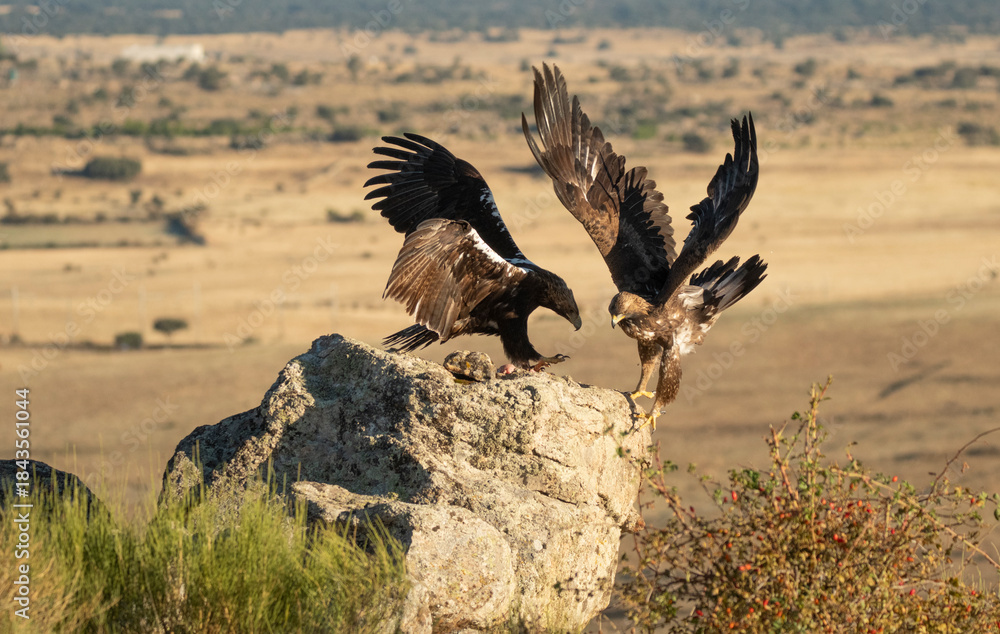 Fototapeta premium aguila imperial en la campiña abulense.Avila. España