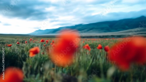 Vibrant red poppies bloom in expansive green field with distant mountains under cloudy sky