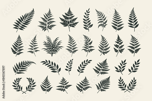 Detailed hand-drawn vector collection of various fern leaves and fronds, presented in a vintage engraving style for natural, botanical, and decorative design elements and patterns.