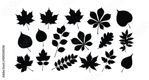 Collection of various leaf silhouettes on white background
