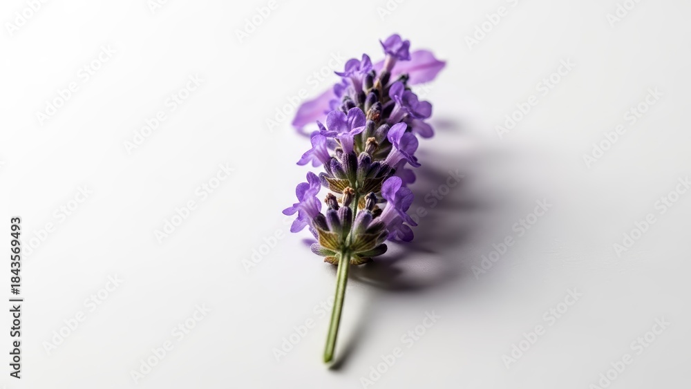 Fototapeta premium Vibrant Purple Lavender Sprig Against a Clean White Background in Close up