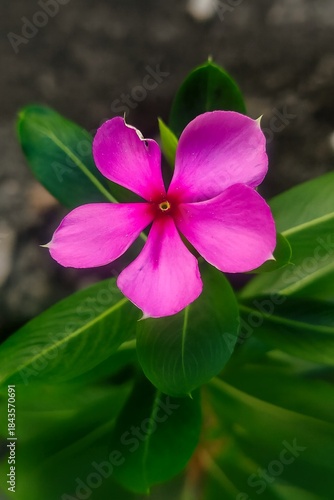 pink and yellow flower, pink madagascar periwinkle, flowers in the garden 