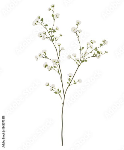 Delicate White Baby's Breath Flower Stem on Transparent Background