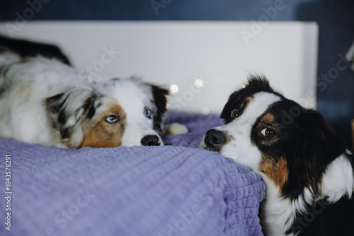 Christmas photos of Australian Shepherd beautiful puppy dog