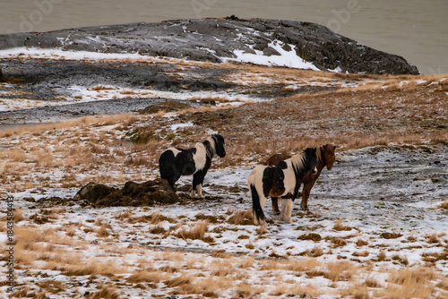 Wallpaper Mural Konie islandzkie Torontodigital.ca