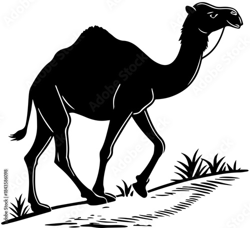 Camel Walking on Inclined Terrain – Black and White Vector