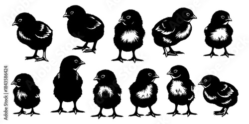 Cute baby chicks' silhouettes collection farm animals.