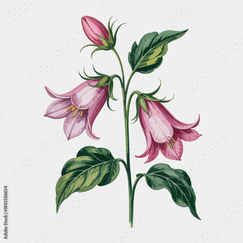 An exquisite illustration of pink bellflowers showcasing their vibrant colors and delicate petals, representing the beauty of nature and artistic floral design.