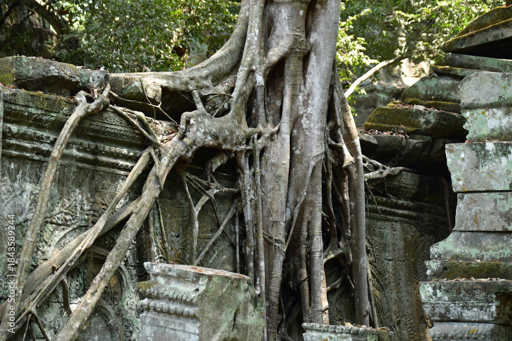 Naklejka premium カンボジア シェムリアップ遺跡群 タ・プローム 