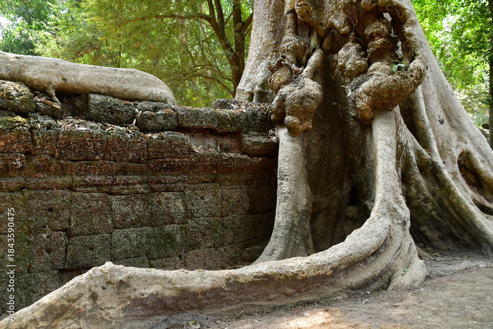 Naklejka premium カンボジア シェムリアップ遺跡群 タ・プローム