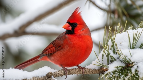 Striking Male Cardinal with Bright Red Plumage on a Frosty Winter Branch