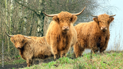 Three Highland cows (Bos taurus) stand on a grassy path, surrounded by leafless birch trees. They have long shaggy reddish-brown coats and curved horns. This cattle comes from the Scottish Highlands