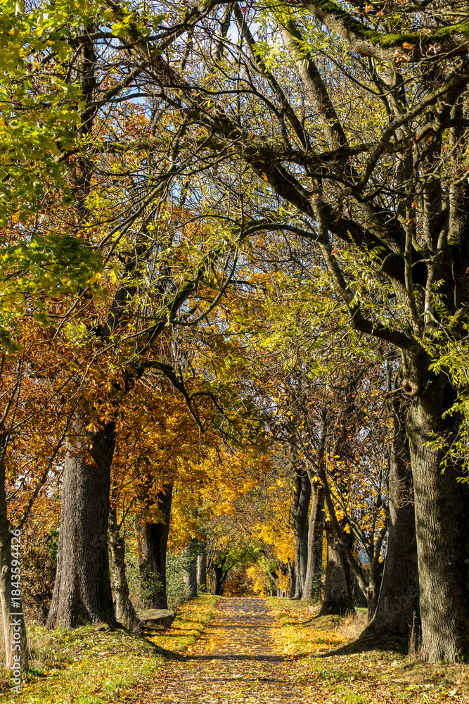 Fototapeta premium Zauberhafte Herbstlandschaft am Radweg Hilgersdorfer Strasse in Steinigtwolmsdorf in der Oberlausitz 3