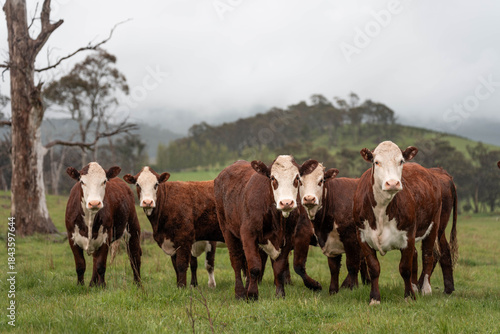 Photos farming in tasmania australia