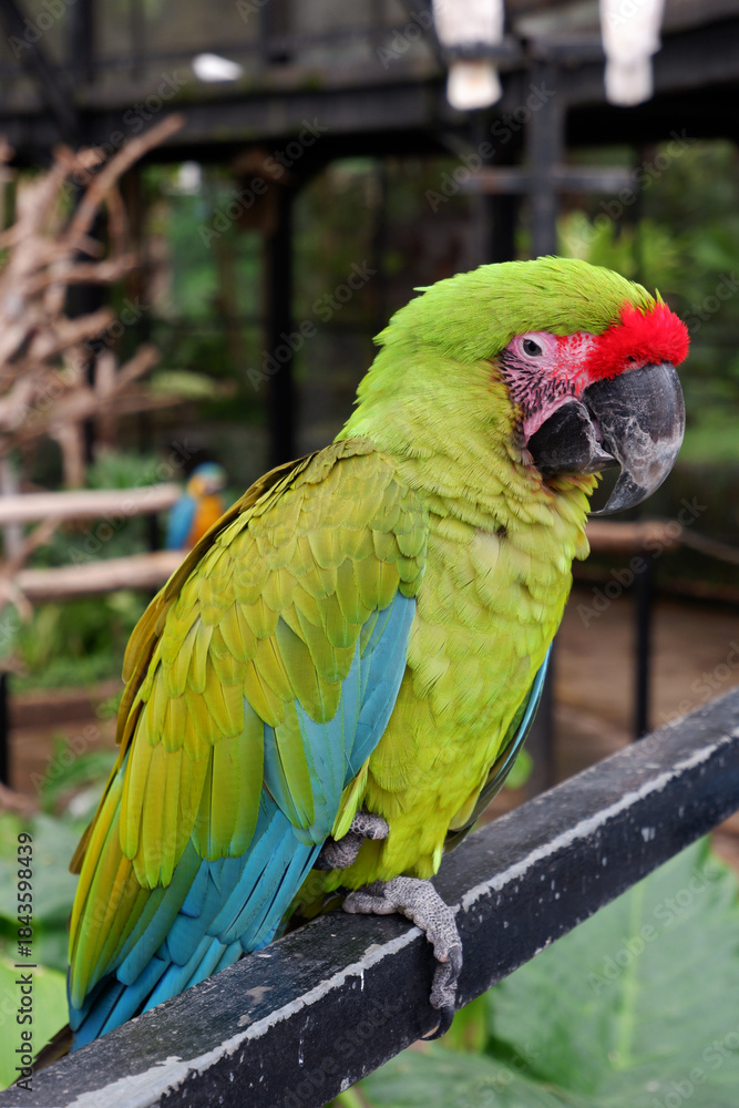 Obraz premium a beautiful vibrant green and red color macaw parrot bird sitting on the railing. an exotic bird, ara militaris, a medium- to large-sized macaw, named after its green and red plumage vaguely