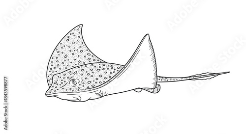 Leopard shark with spotted body gliding underwater showing distinctive long tail and rounded dorsal fin in a calm ocean scene.