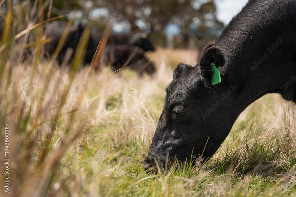 Fototapeta premium farming in tasmania australia. livestock in a meadow, sustainable carbon neutral farming being practiced. regenerative raised cows in a field