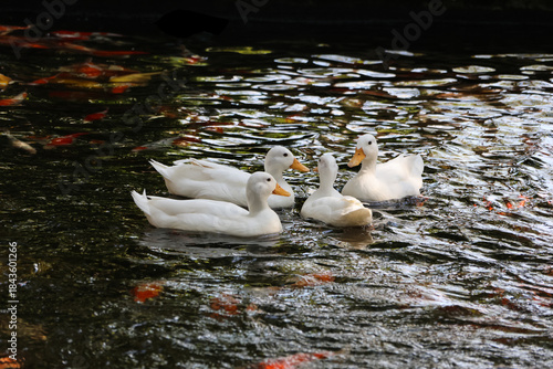 Four ducks are happily floating and playing in the pond