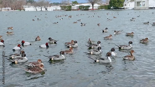 水鳥が集まる公園の池