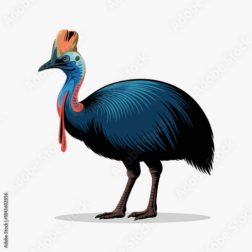The cassowary, known for its striking blue and yellow features and tall, helmet-like crown, stands confidently, showcasing the unique and exotic beauty of this flightless bird.