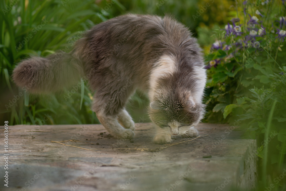 Fototapeta premium Cats that live outside. Take care of domestic cats living on the street.
