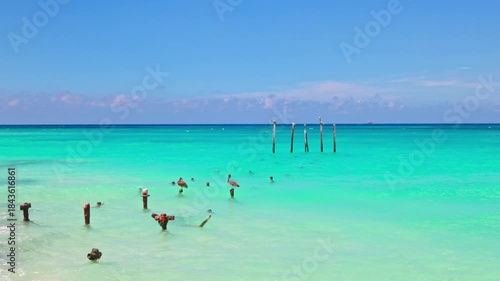 Beautiful view of Caribbean Sea with turquoise water and pelicans resting on old wooden posts on background. Aruba.