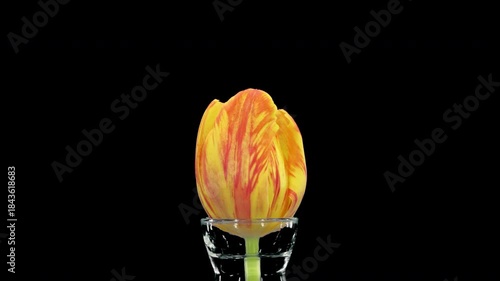 Time lapse of opening orange yellow tulip flower in a vase with ALPHA transparency channel isolated on black background